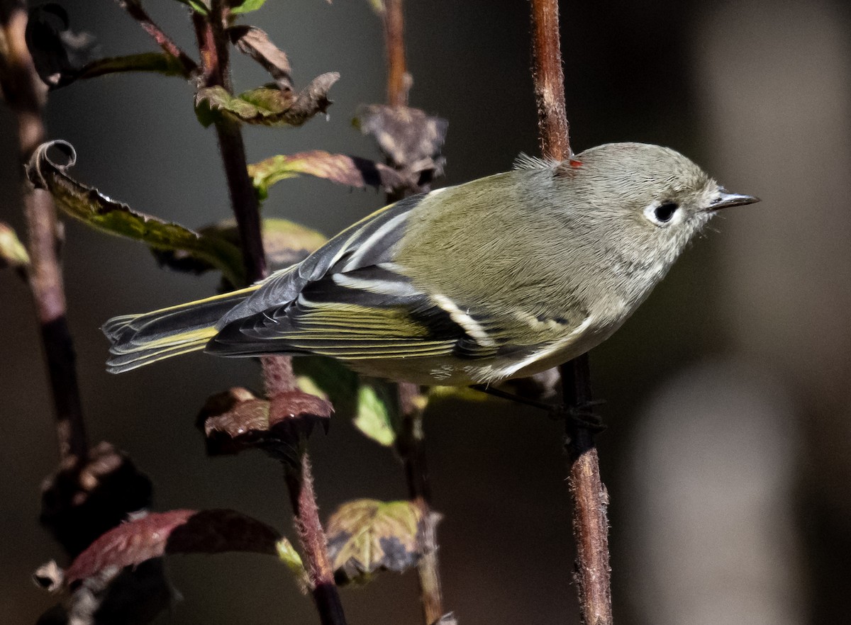 Ruby-crowned Kinglet - ML644465049