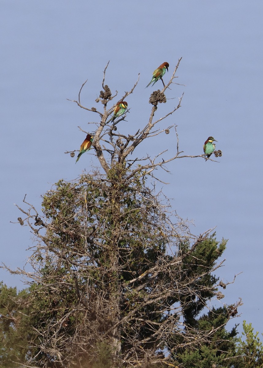 bieter - ML644465059