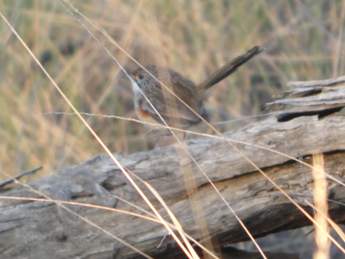 stripegressmett - ML644465071