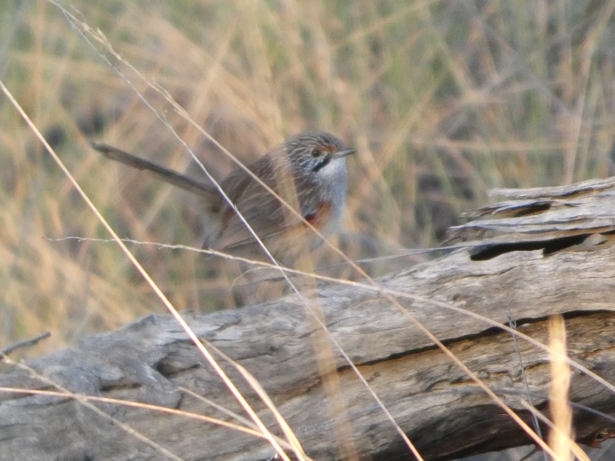 stripegressmett - ML644465072