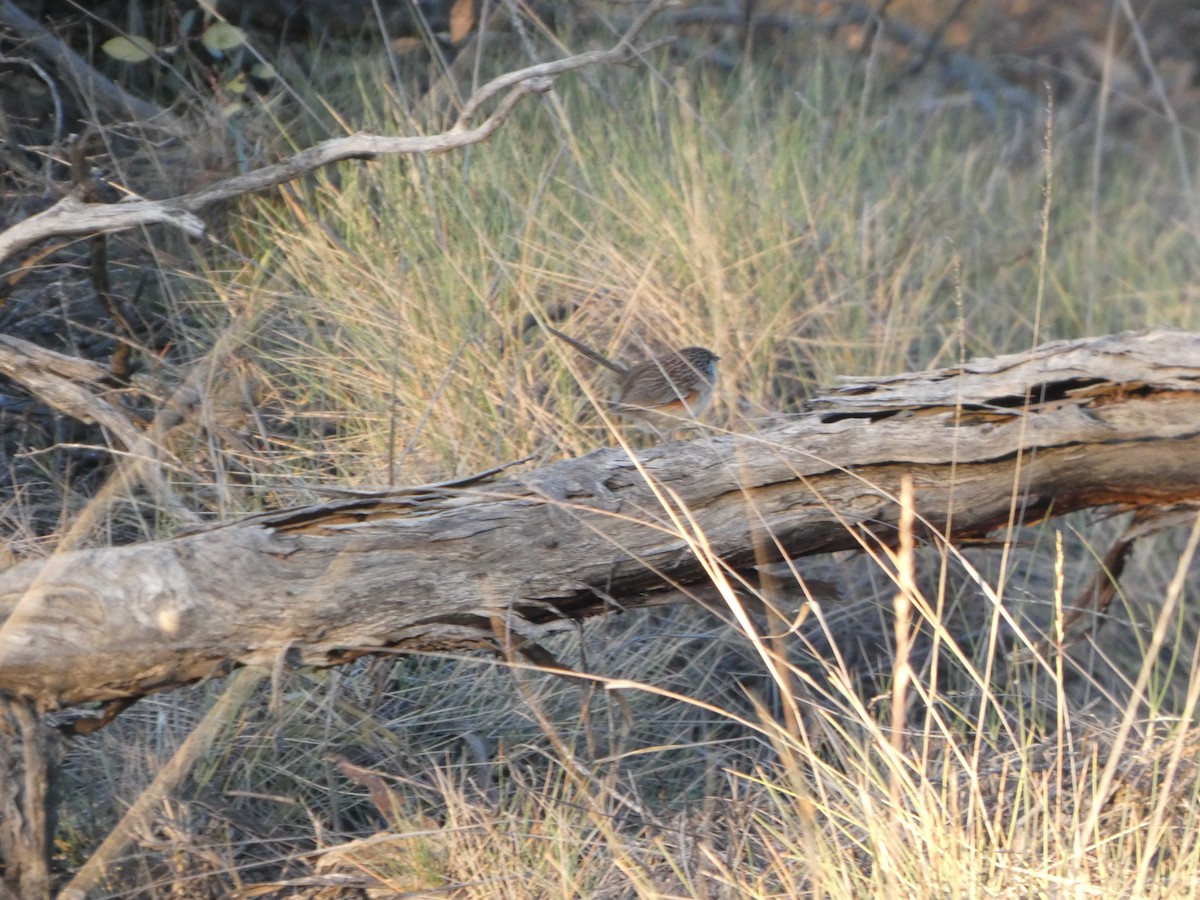 stripegressmett - ML644465074