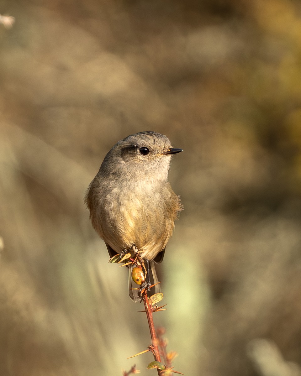 Patagonian Tyrant - ML644465083