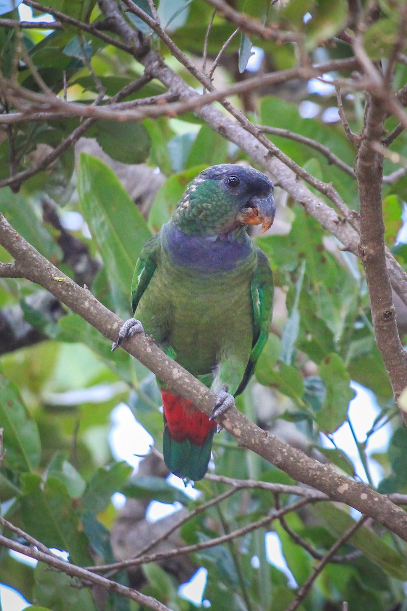 Scaly-headed Parrot - ML644465085