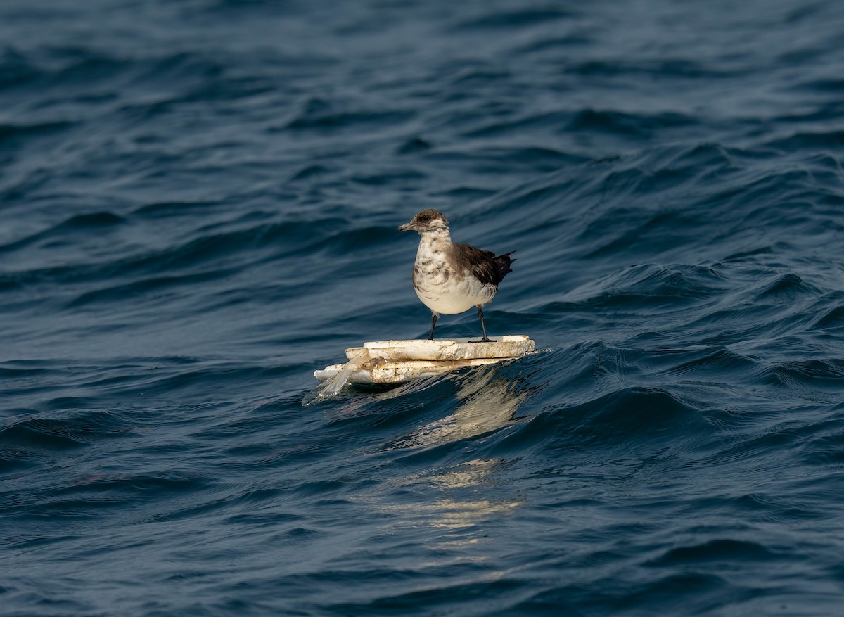 Годон хайлгана - ML644465088