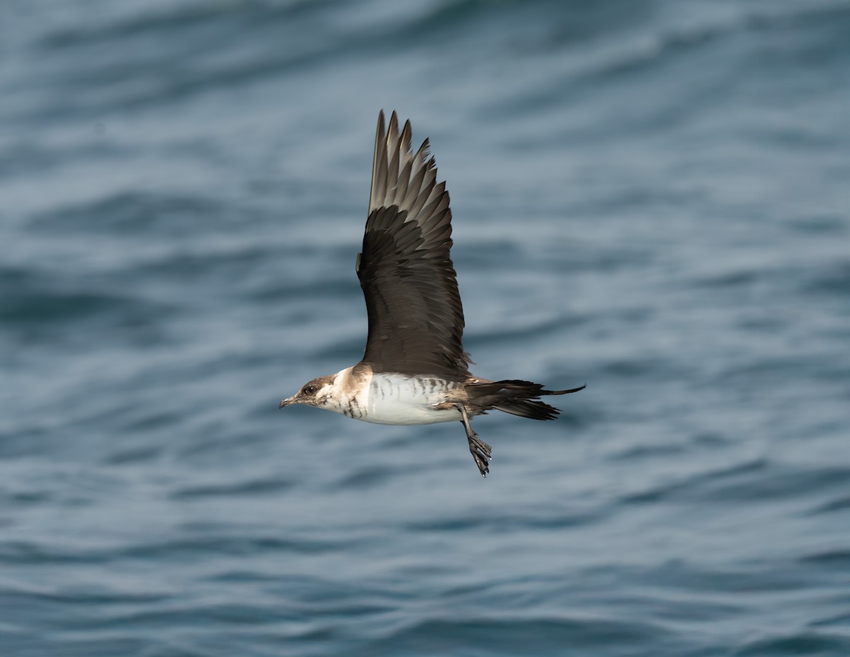 Годон хайлгана - ML644465089