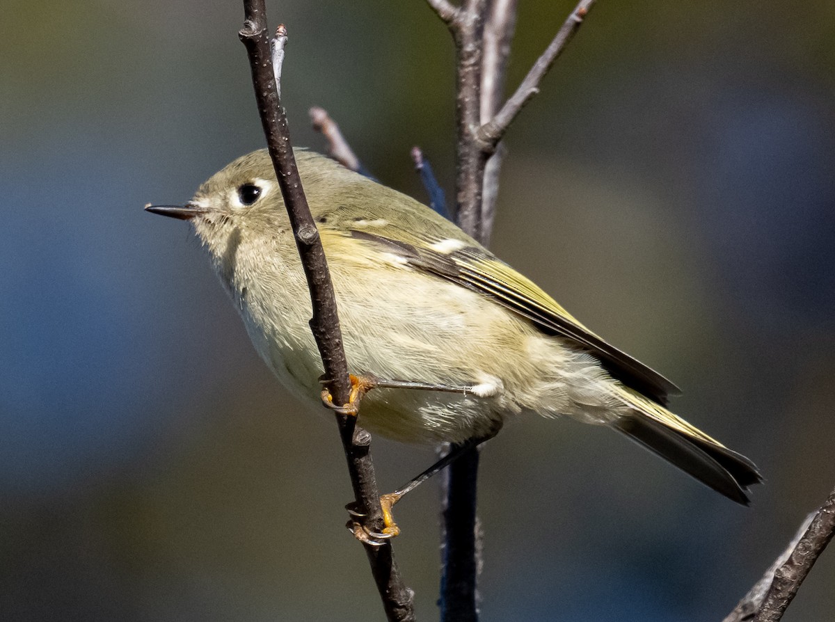 Ruby-crowned Kinglet - ML644465097