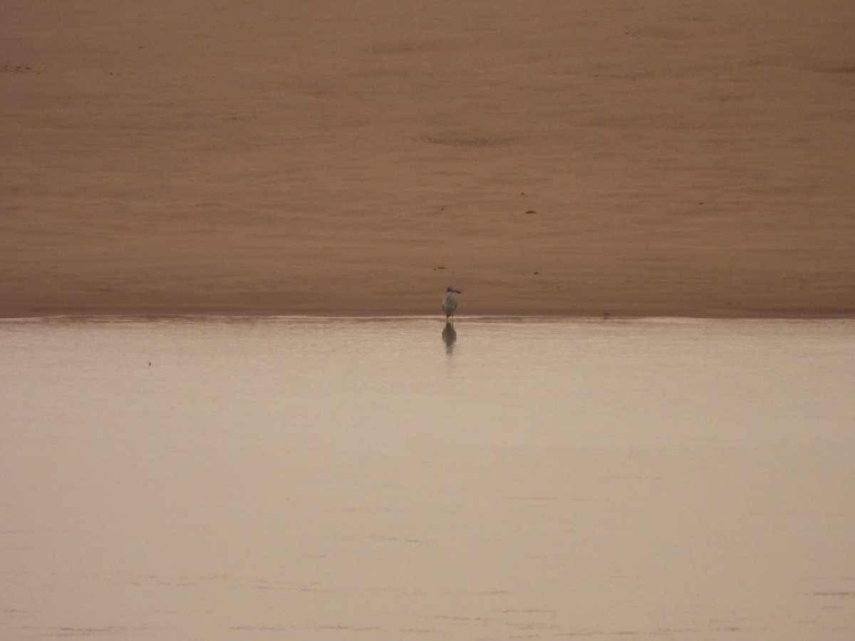 Great Thick-knee - ML644465099