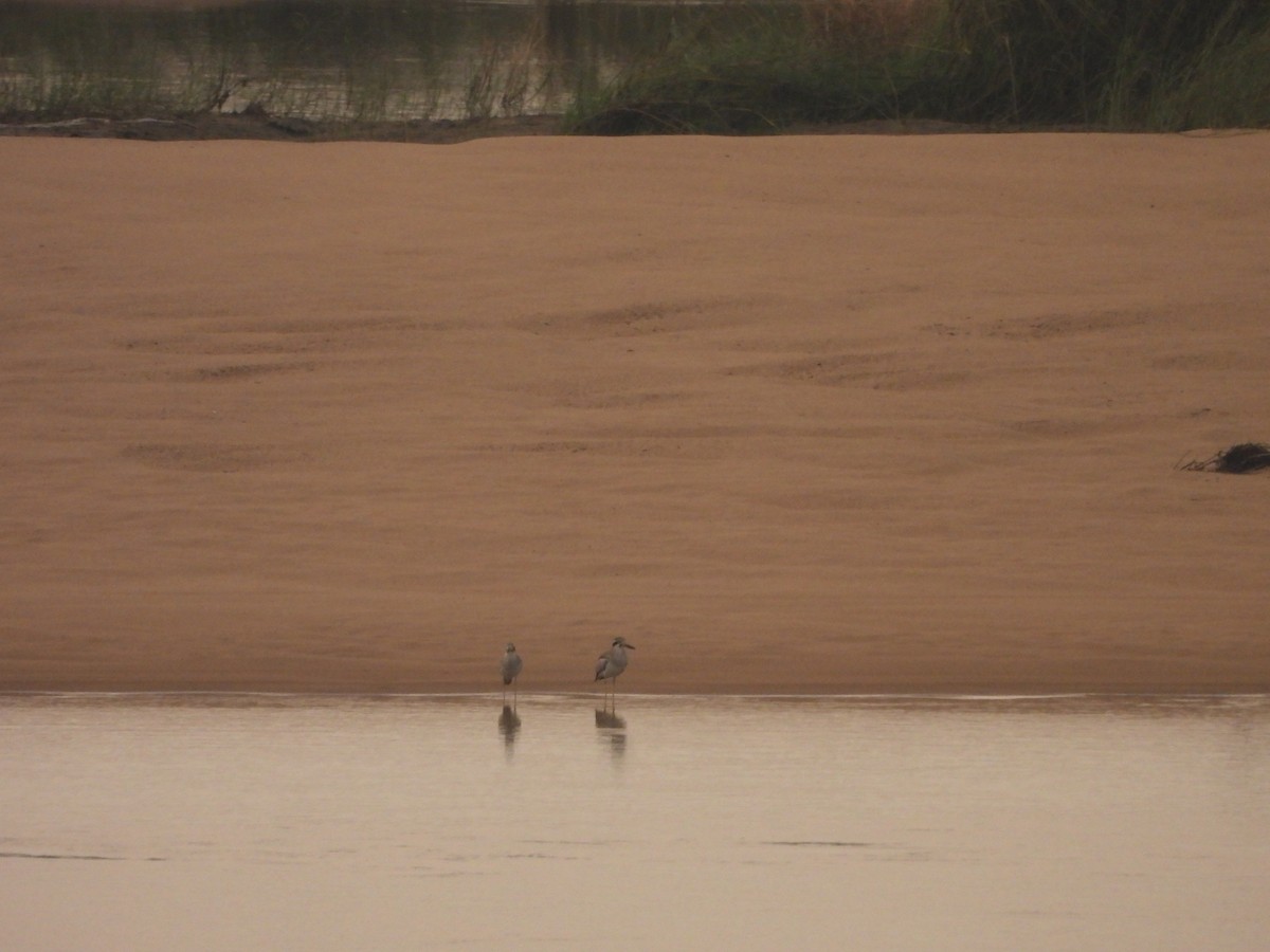 Great Thick-knee - ML644465100
