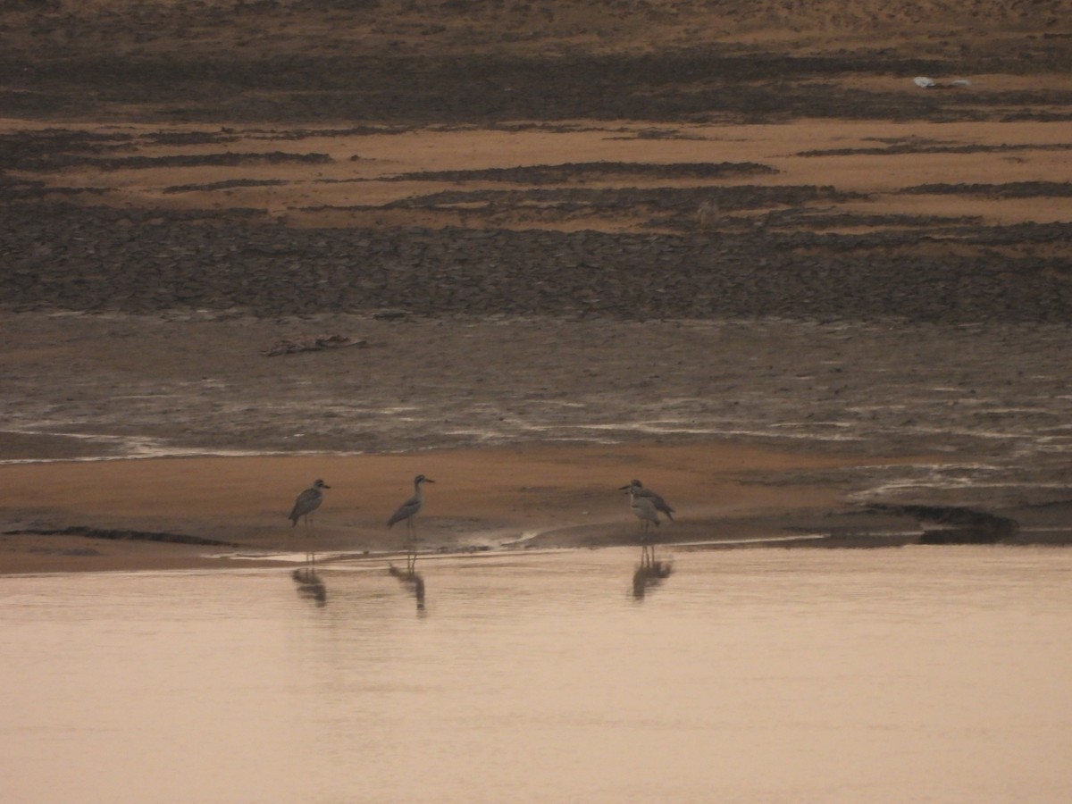 Great Thick-knee - ML644465101