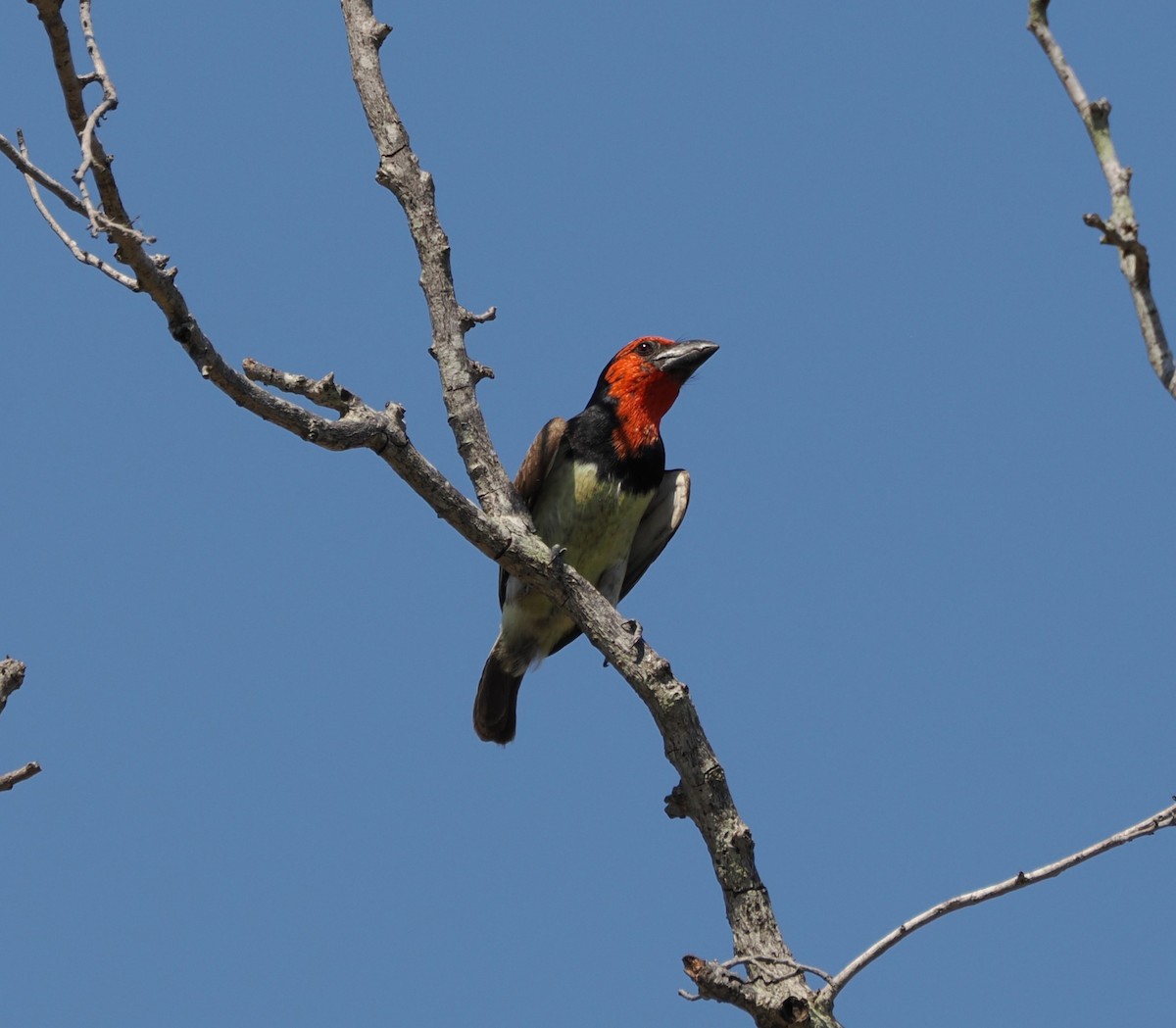 Kara Kolyeli Barbet - ML644465102
