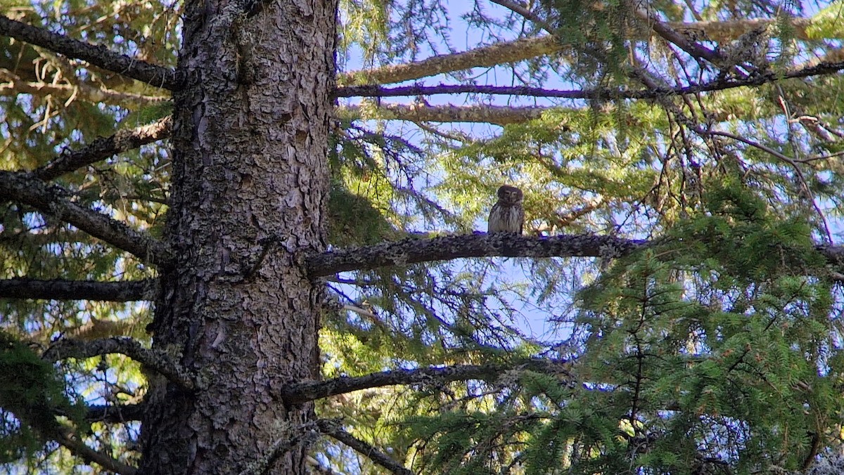 kulíšek nejmenší - ML644465103