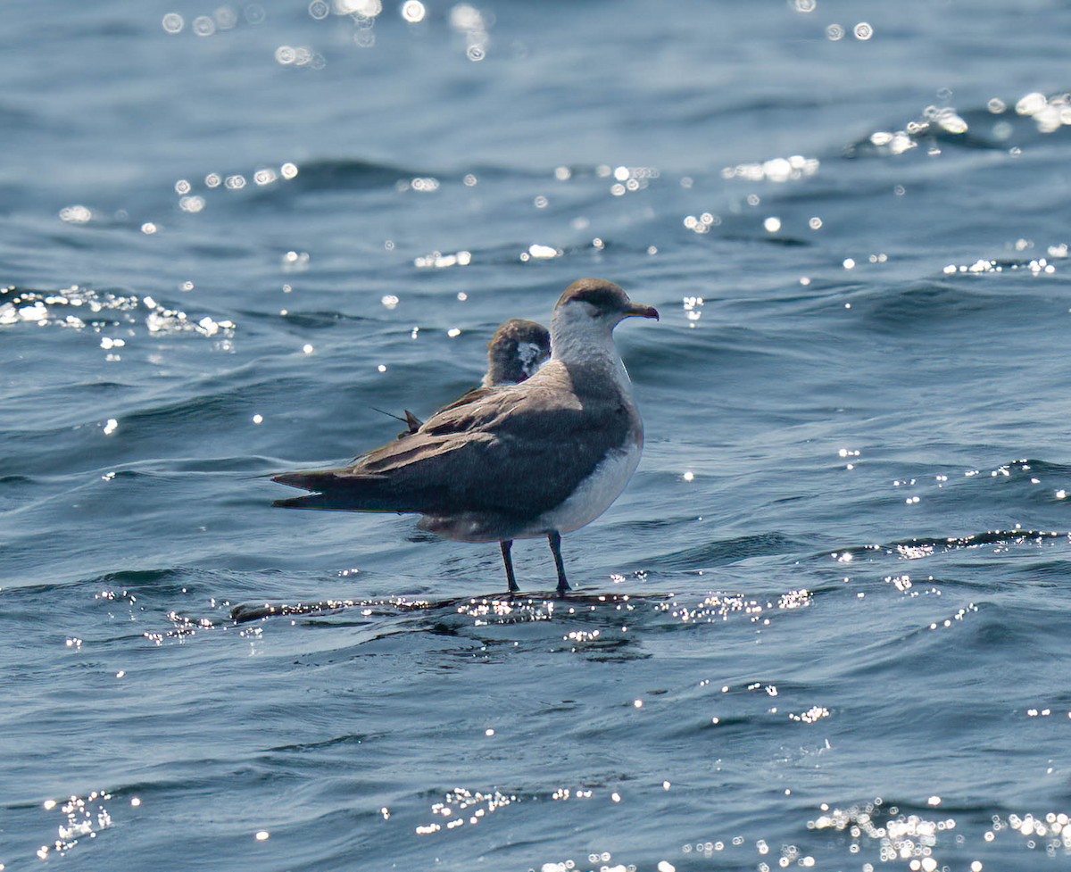 Годон хайлгана - ML644465116