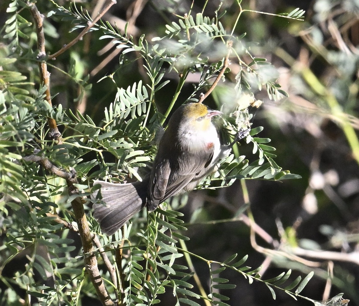 meisesmett - ML644465117