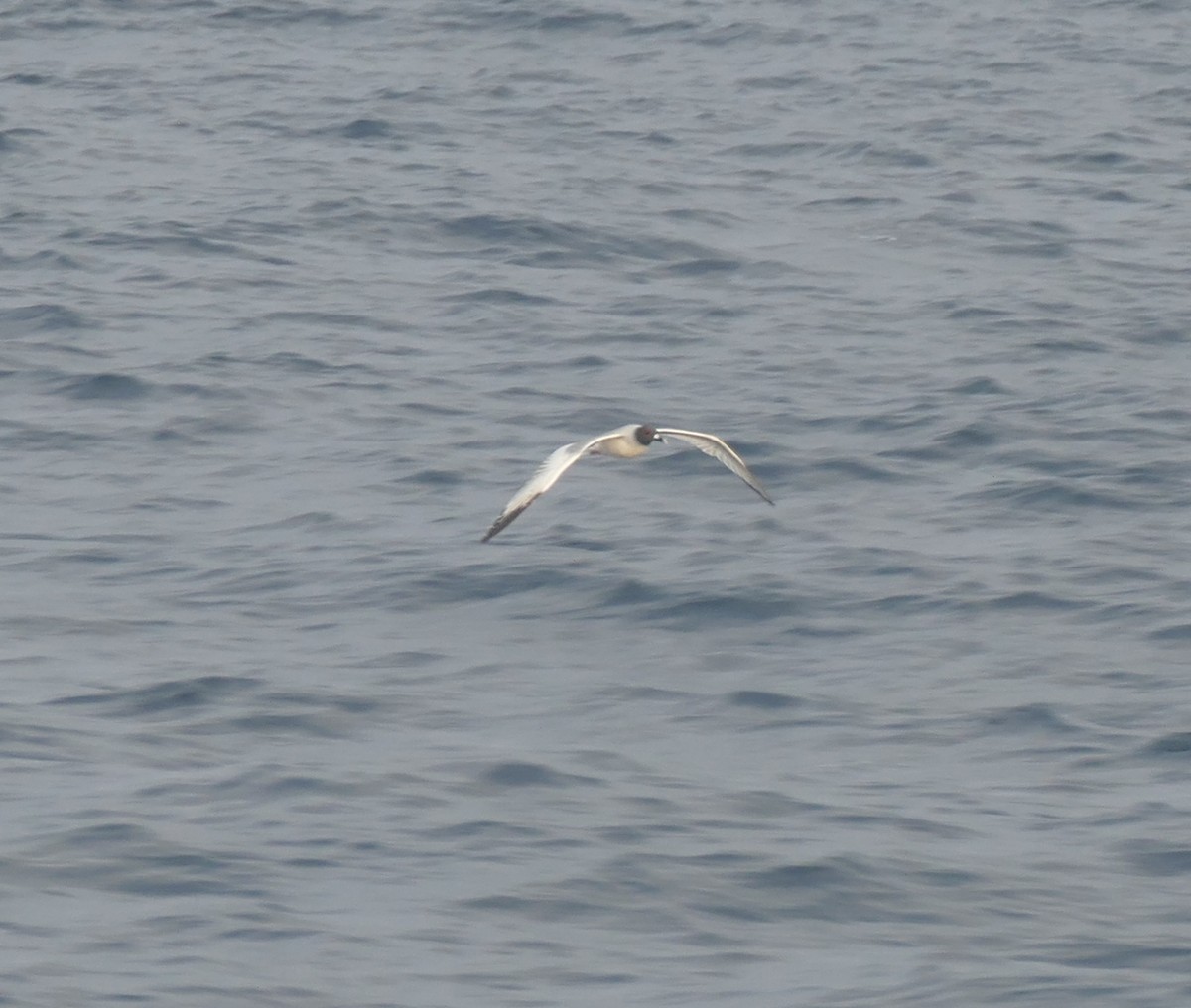 Swallow-tailed Gull - ML644465124