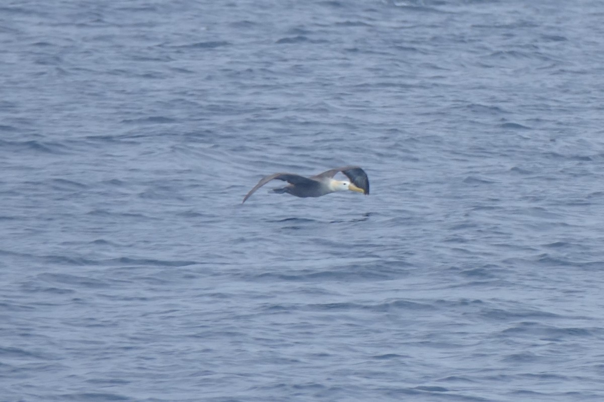 Waved Albatross - ML644465125