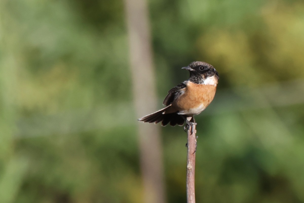 European Stonechat - ML644465130