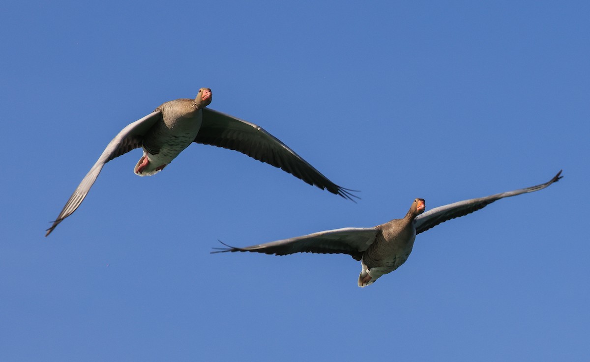 Graylag Goose - ML644465131