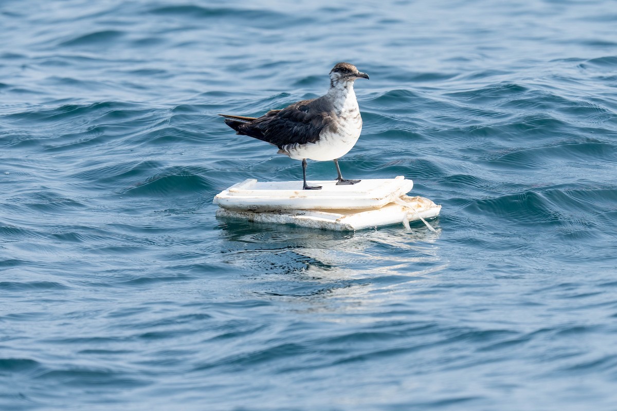 Годон хайлгана - ML644465132