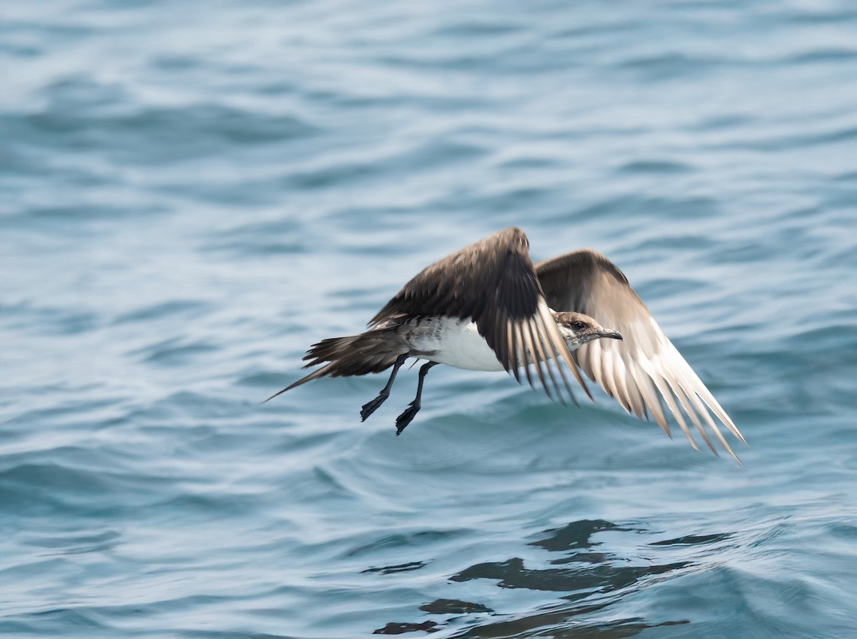 Годон хайлгана - ML644465133