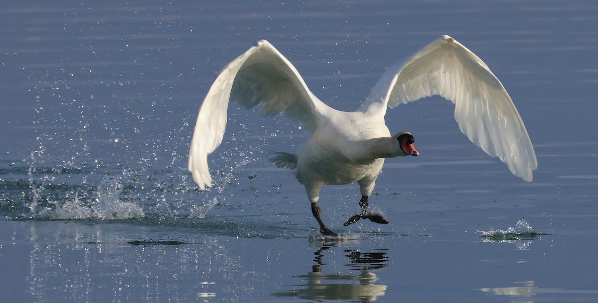 Mute Swan - ML644465137