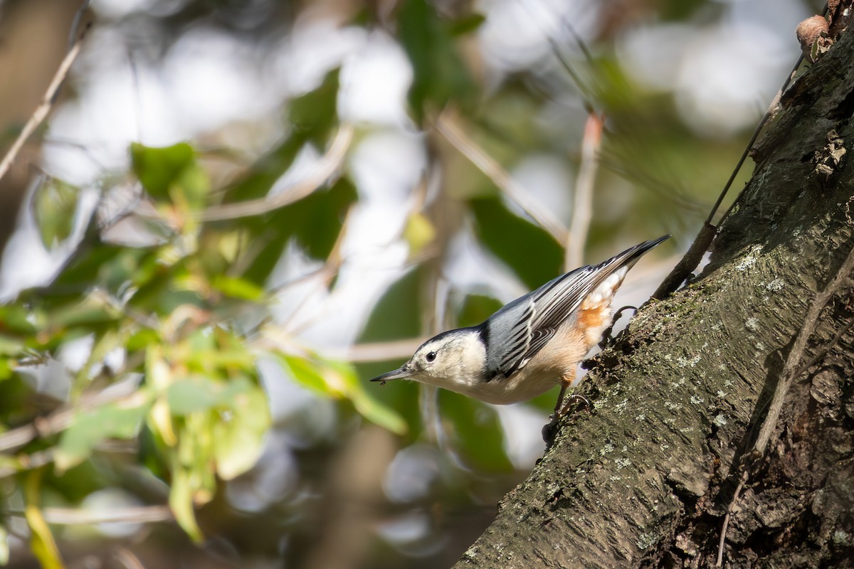 White-breasted Nuthatch - ML644465138