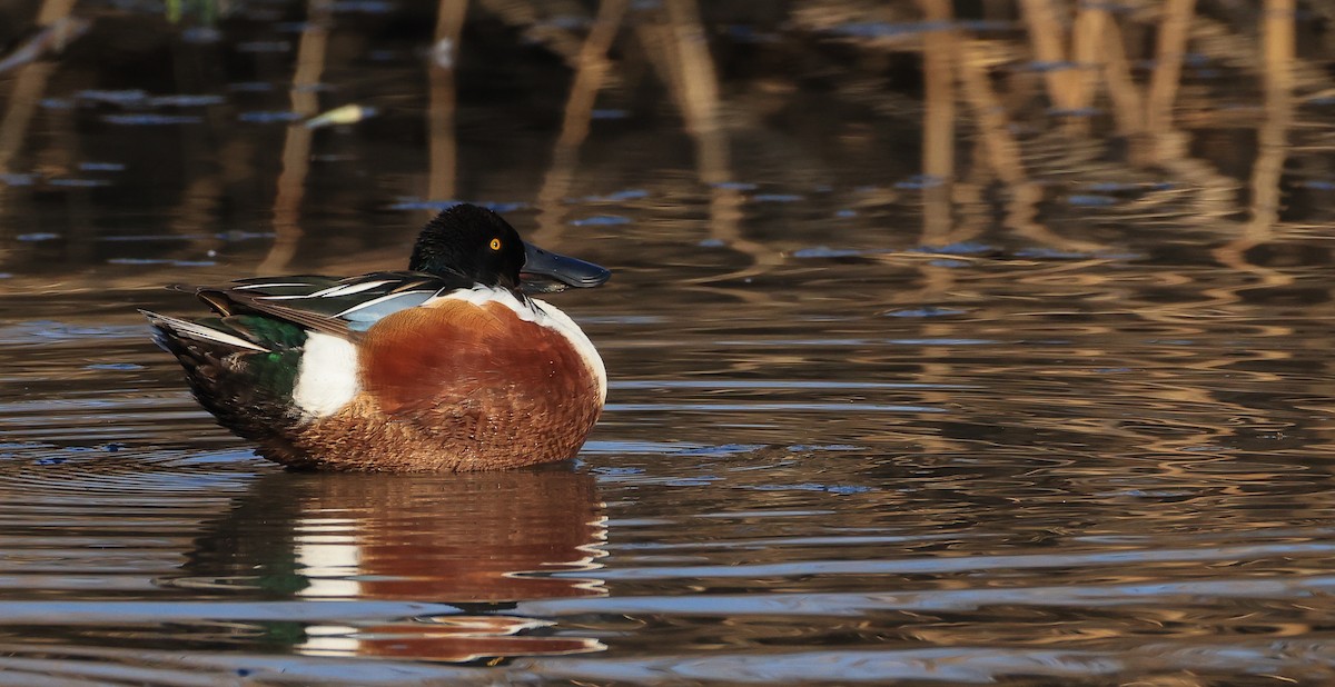 Northern Shoveler - ML644465139