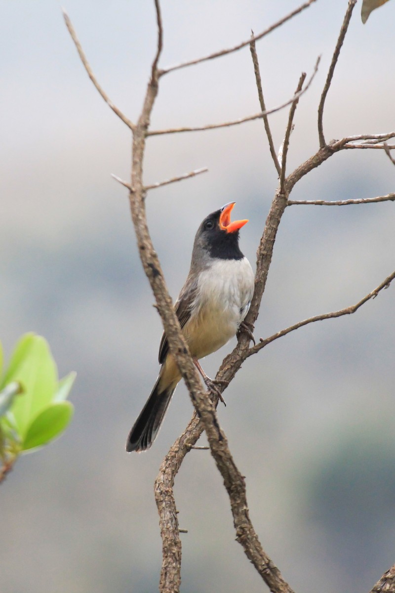Black-throated Saltator - ML644465143
