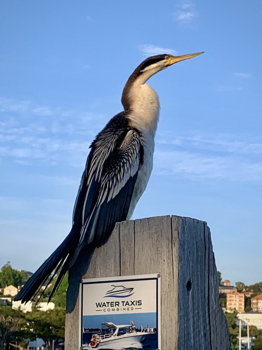 オーストラリアヘビウ - ML644465151