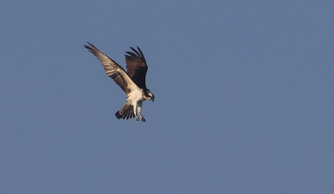 Osprey - ML644465153