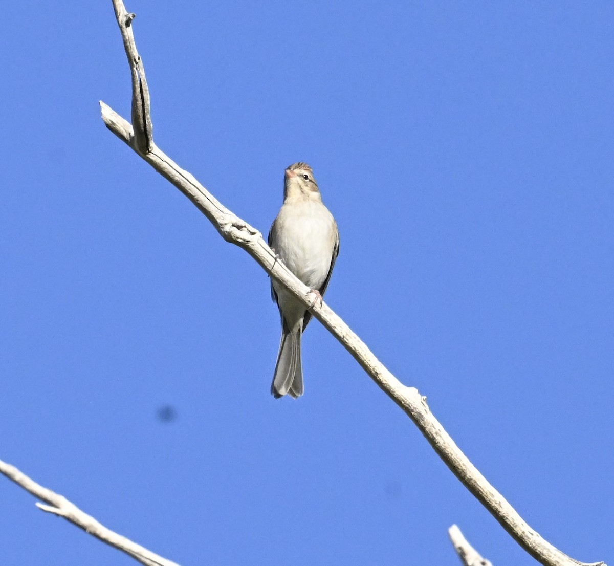 brunissespurv - ML644465154