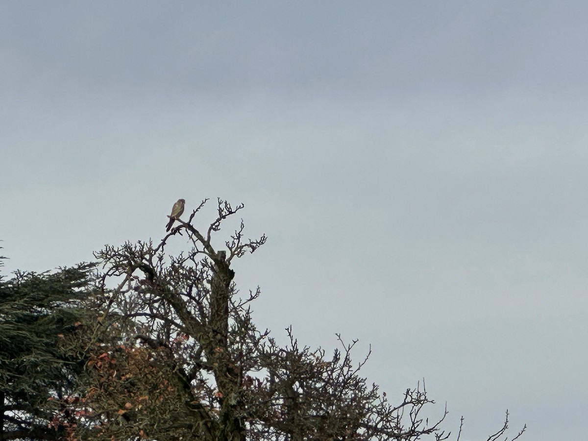 tårnfalk - ML644465155