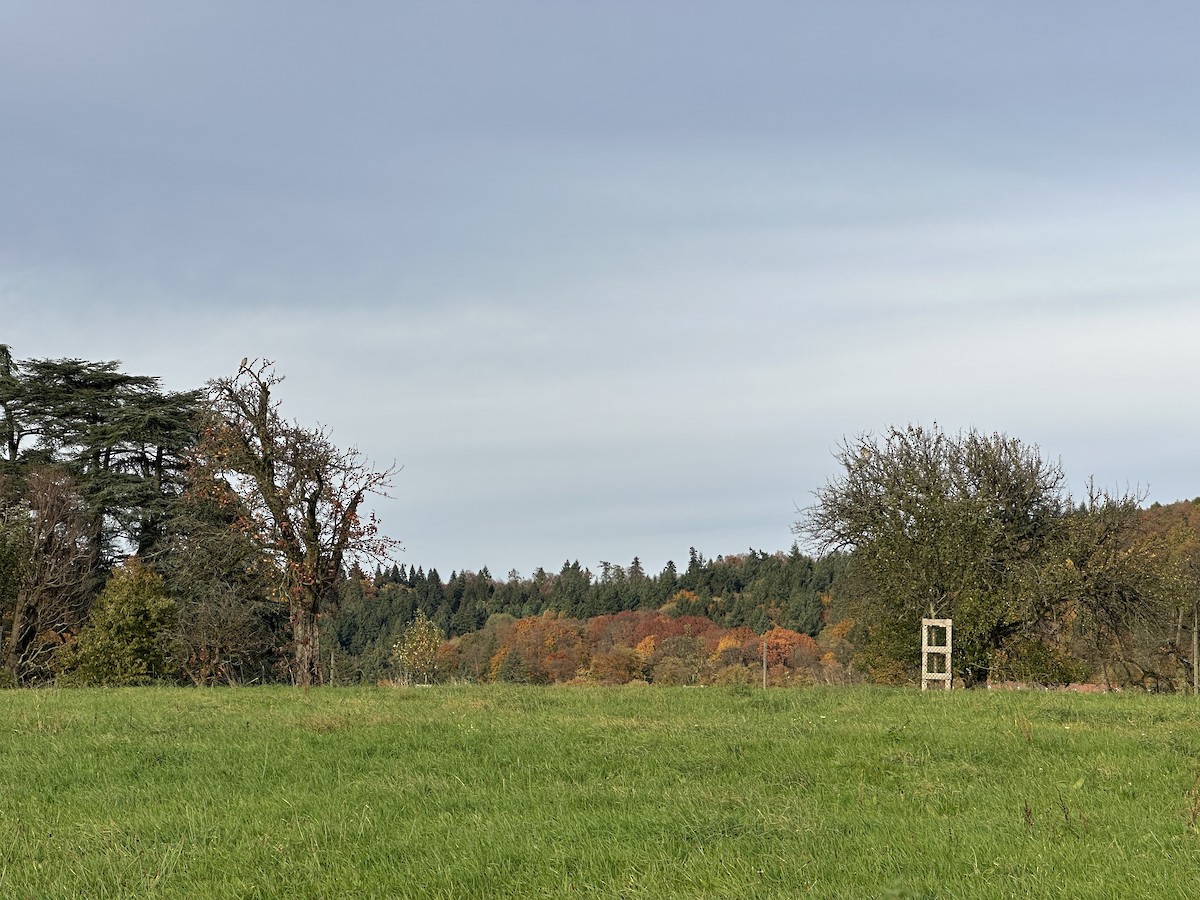 tårnfalk - ML644465156