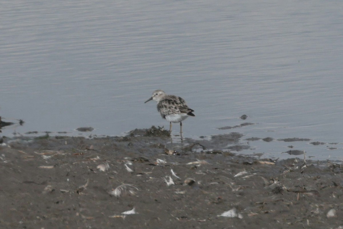 アメリカヒバリシギ - ML644465157