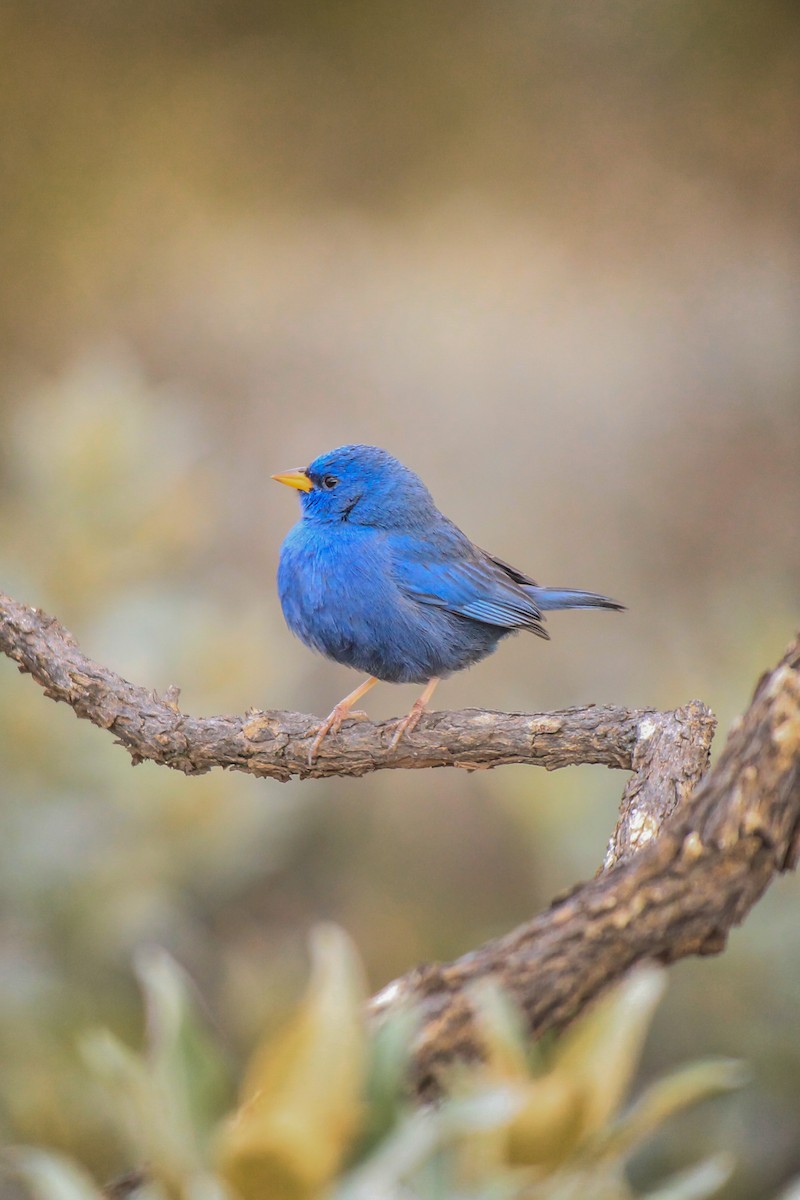 Blue Finch - ML644465160