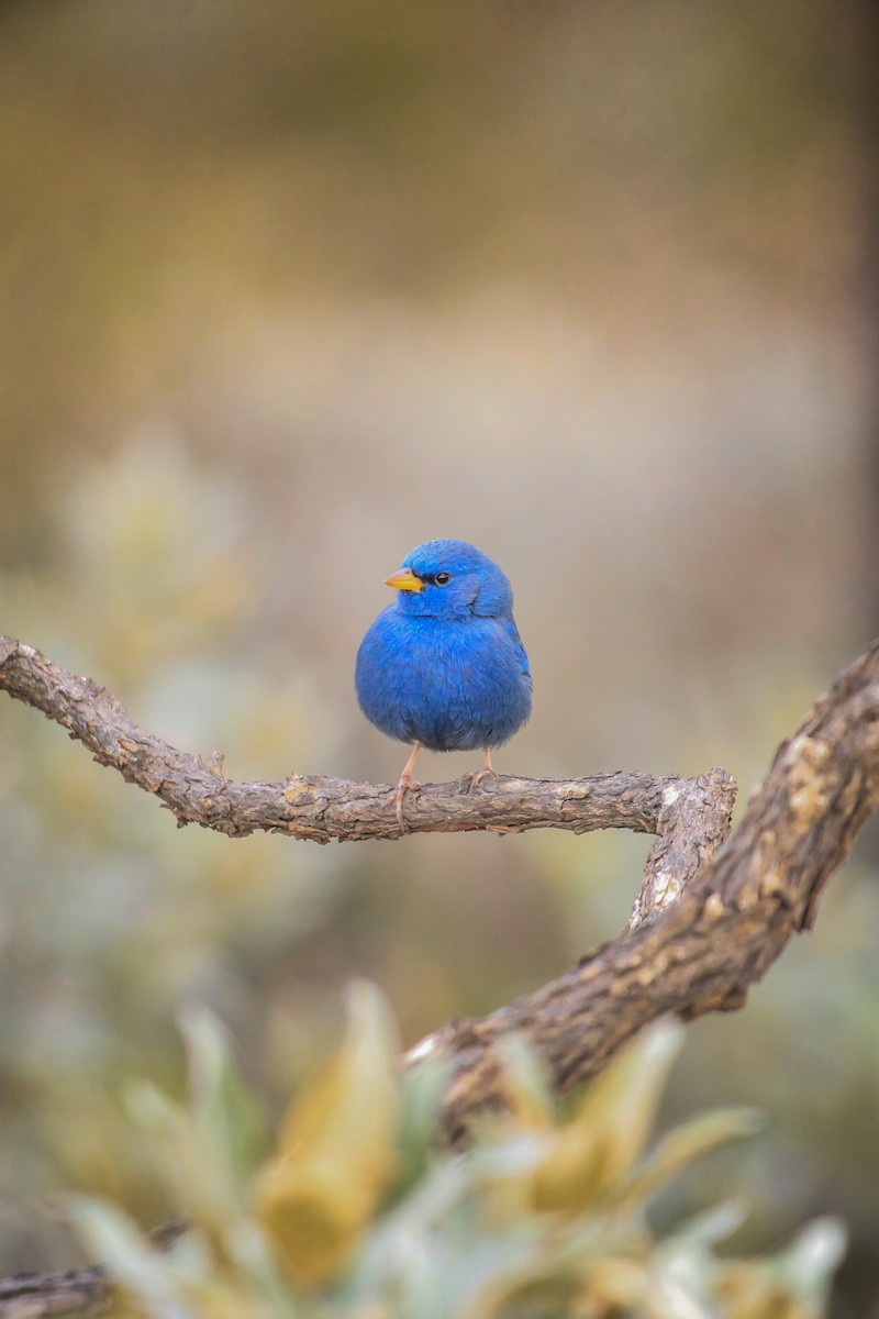 Blue Finch - ML644465161