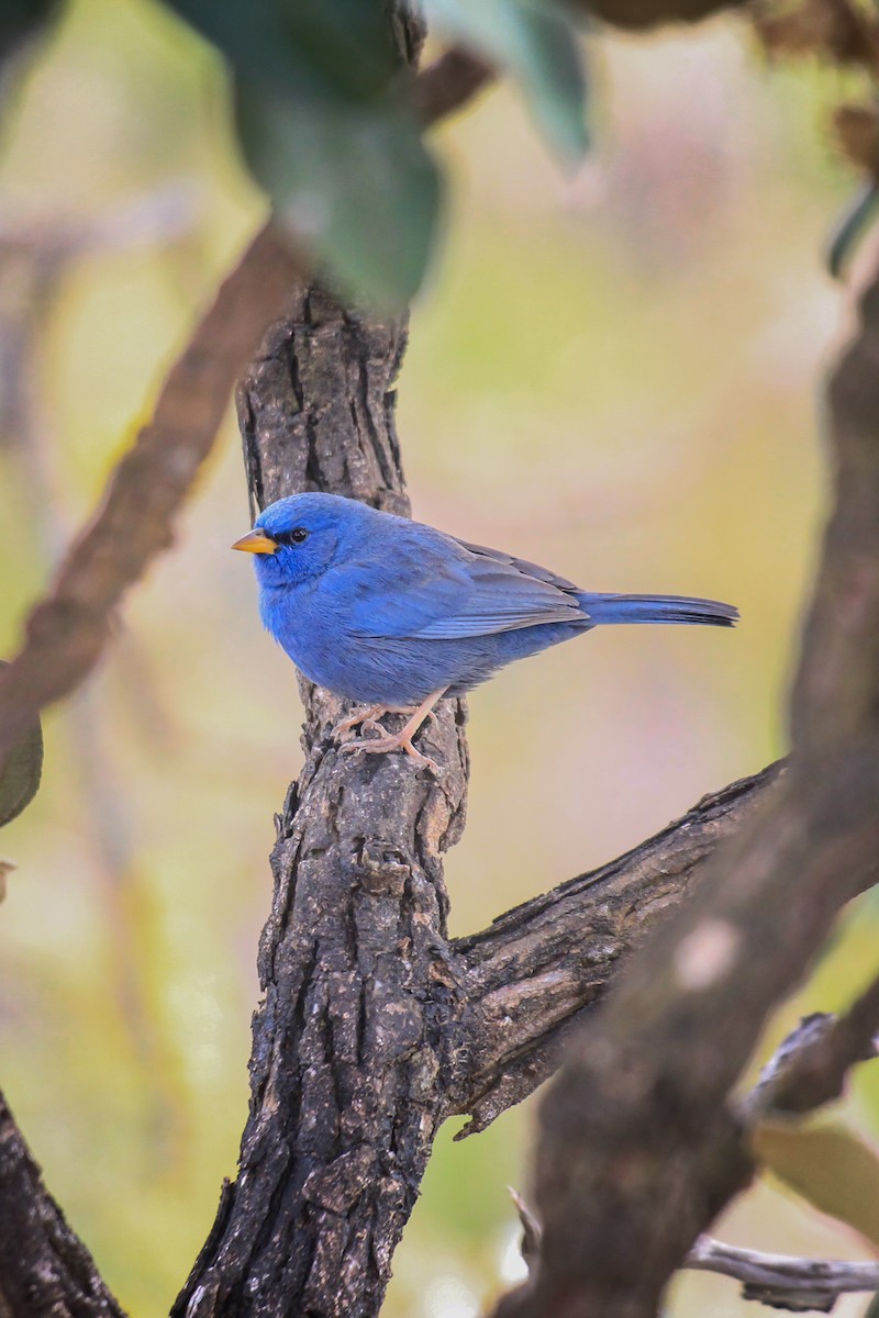 Blue Finch - ML644465162