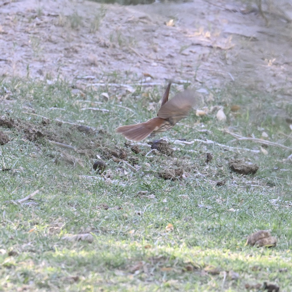 brunspottefugl - ML644465166