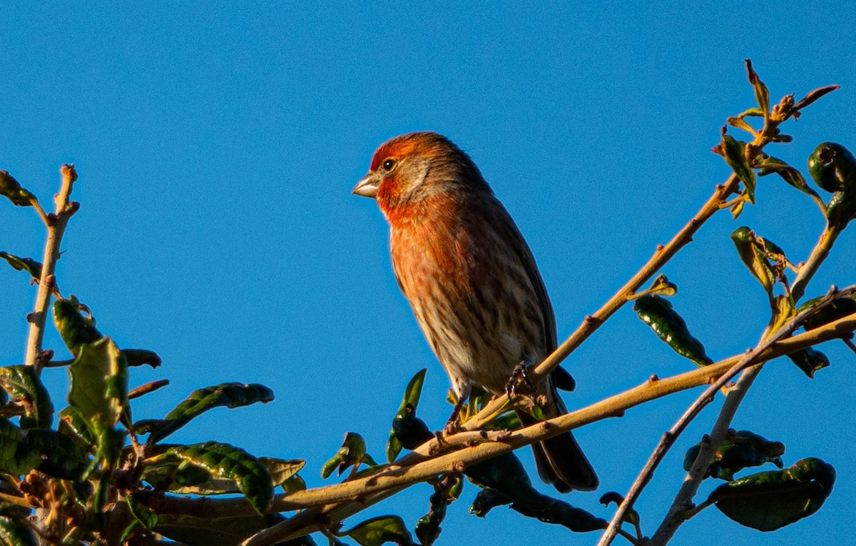 House Finch - ML644465168