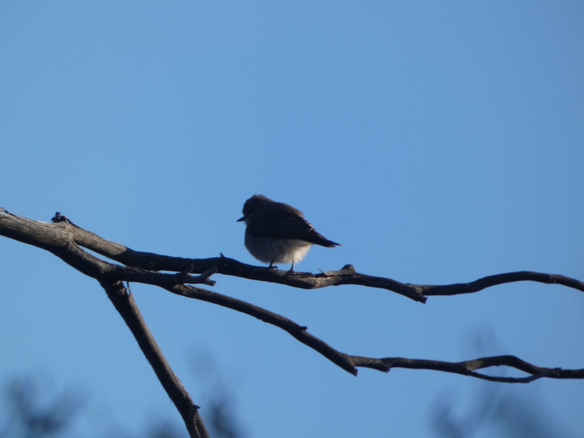 Weißschwanzschnäpper - ML644465171