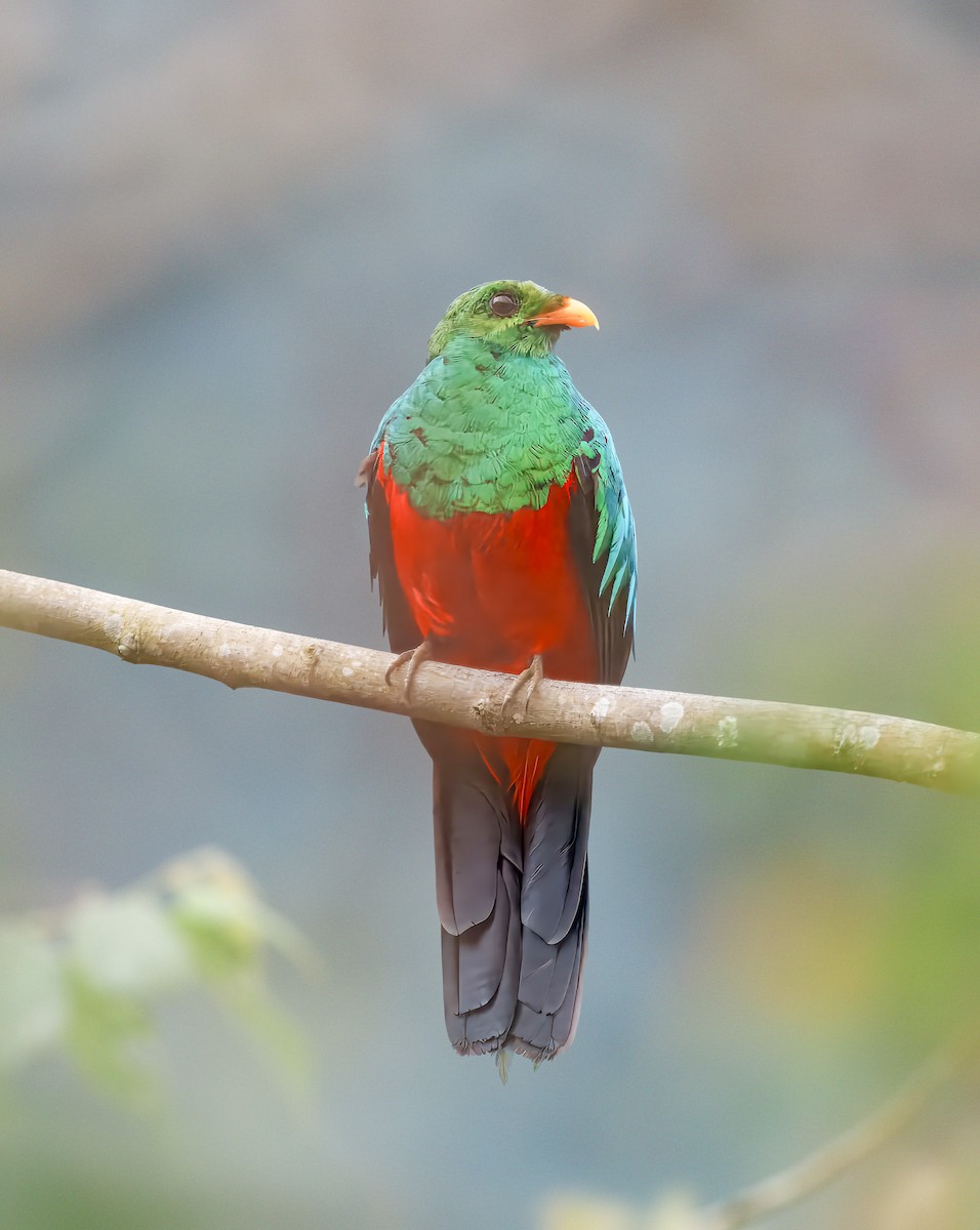 Golden-headed Quetzal - ML644465174
