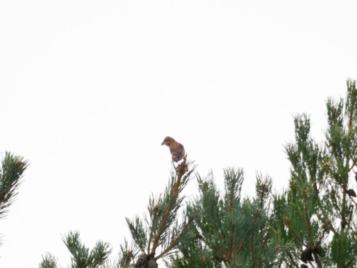 צלוב-מקור אדום - ML644465178