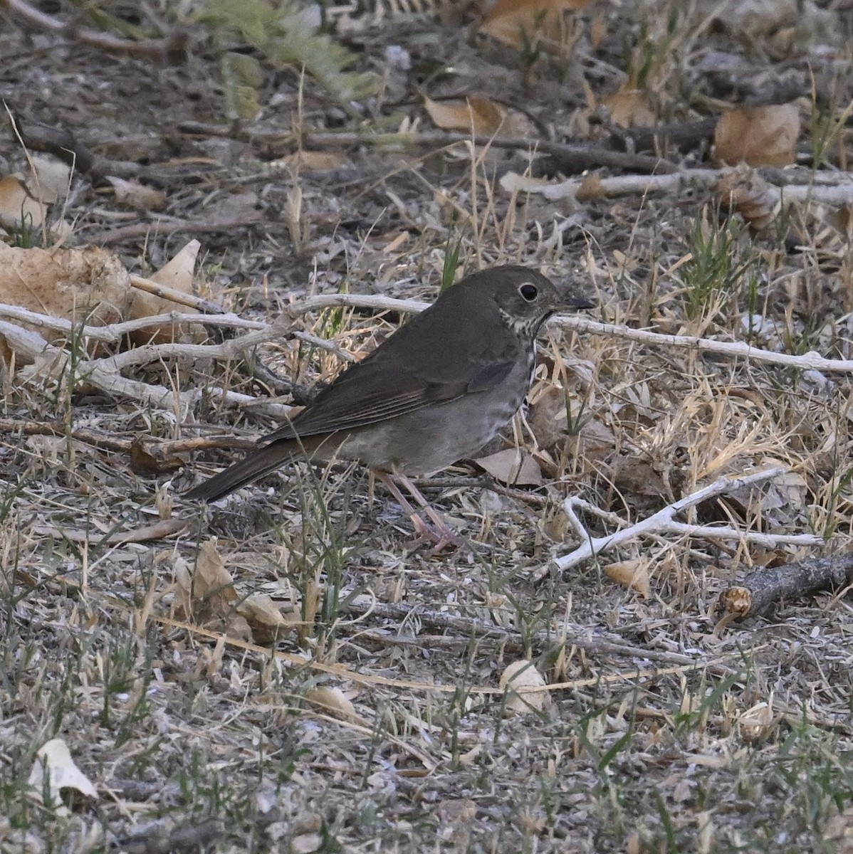 eremittskogtrost - ML644465181