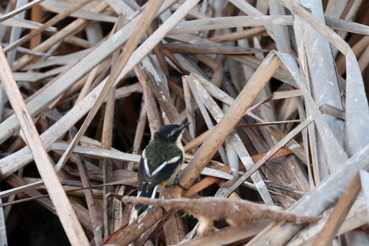 Many-colored Rush Tyrant - ML644465184