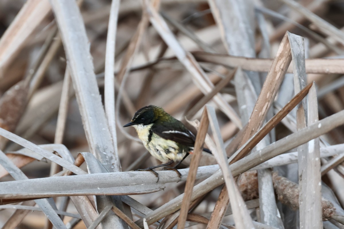 Many-colored Rush Tyrant - ML644465185