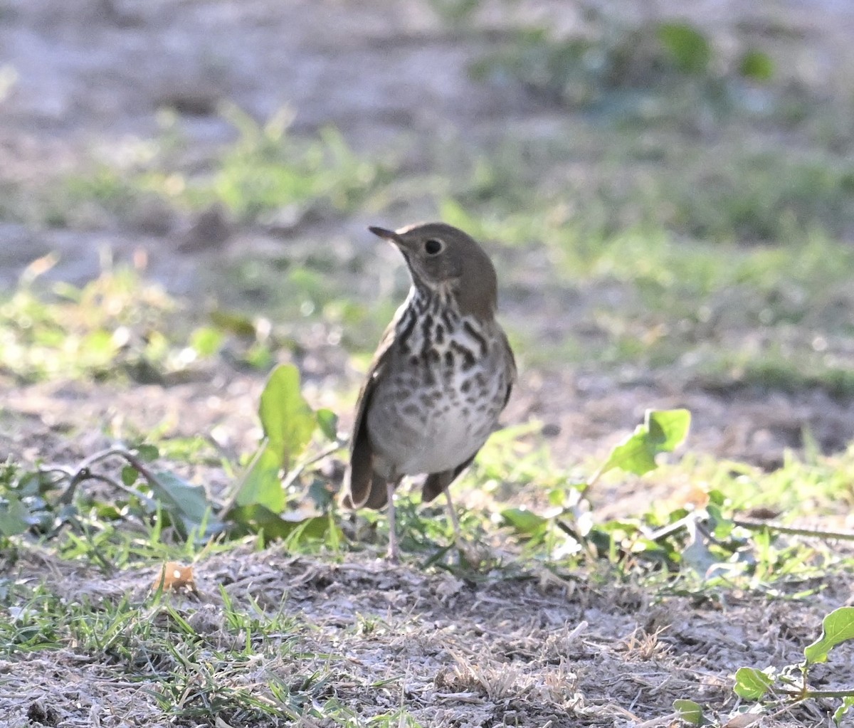 eremittskogtrost - ML644465198