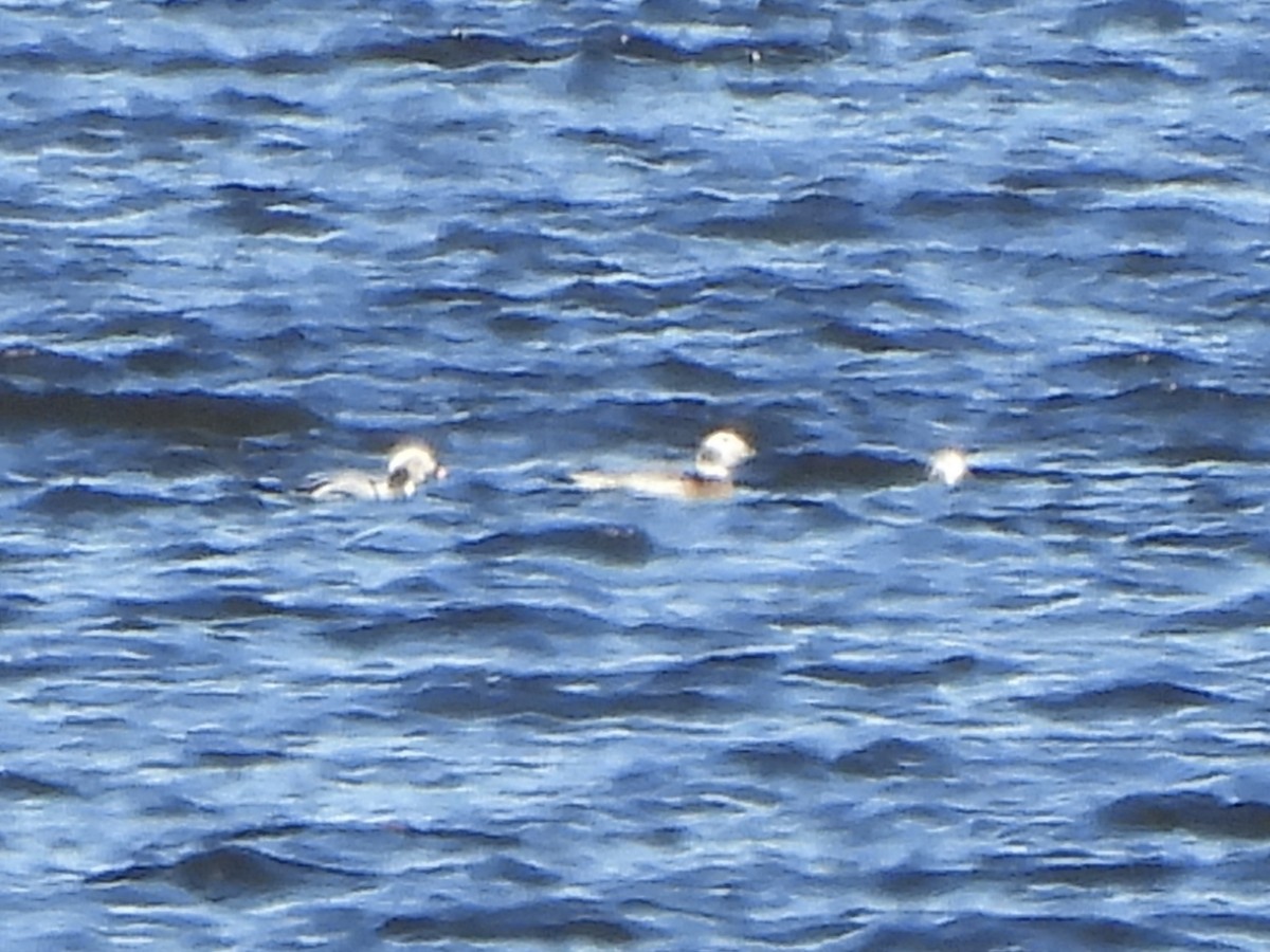 Moretta codona - ML644465201