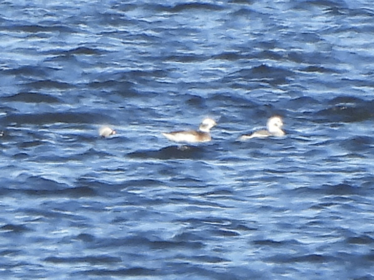 Moretta codona - ML644465202