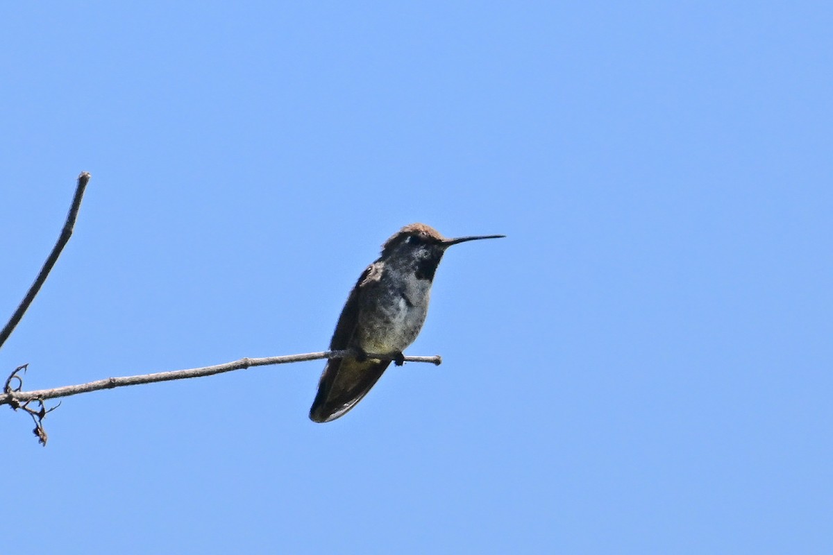 Anna's Hummingbird - ML644465203