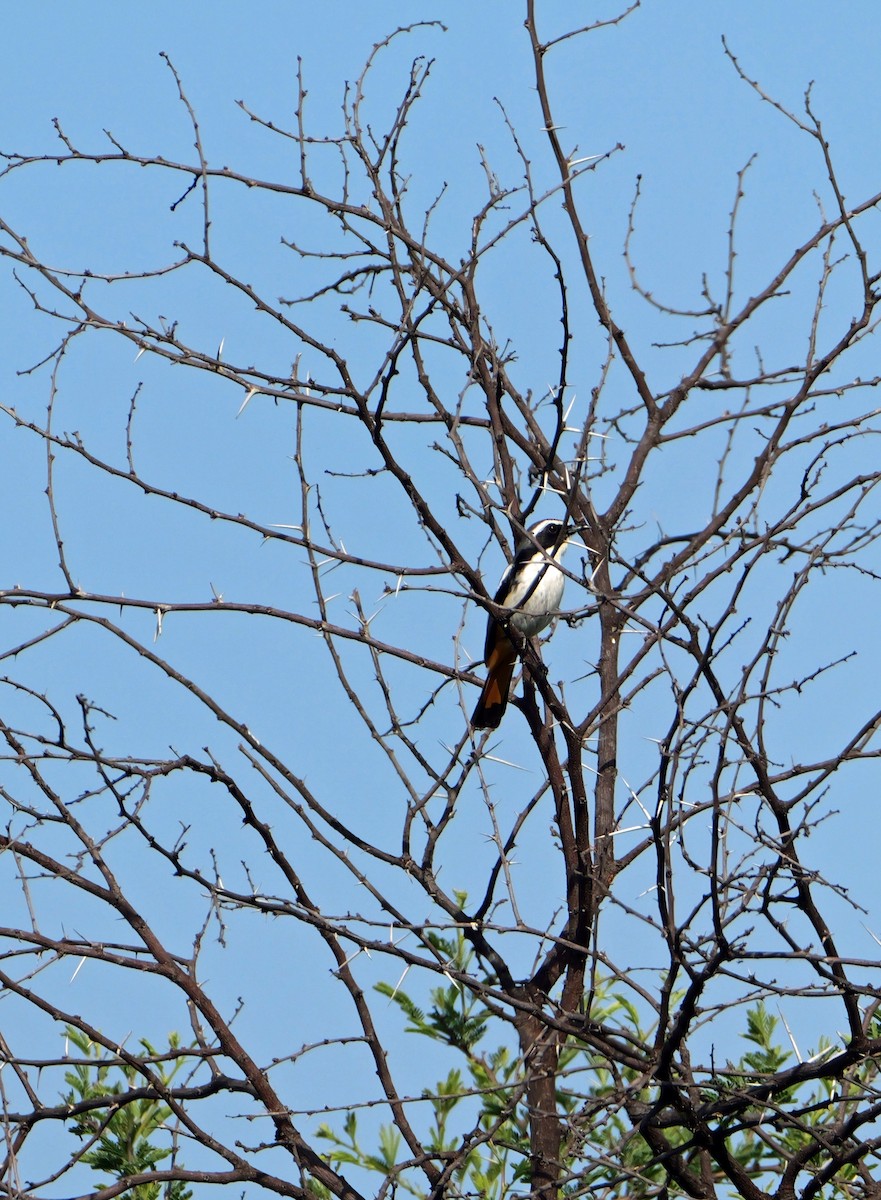 White-throated Robin-Chat - ML644465207