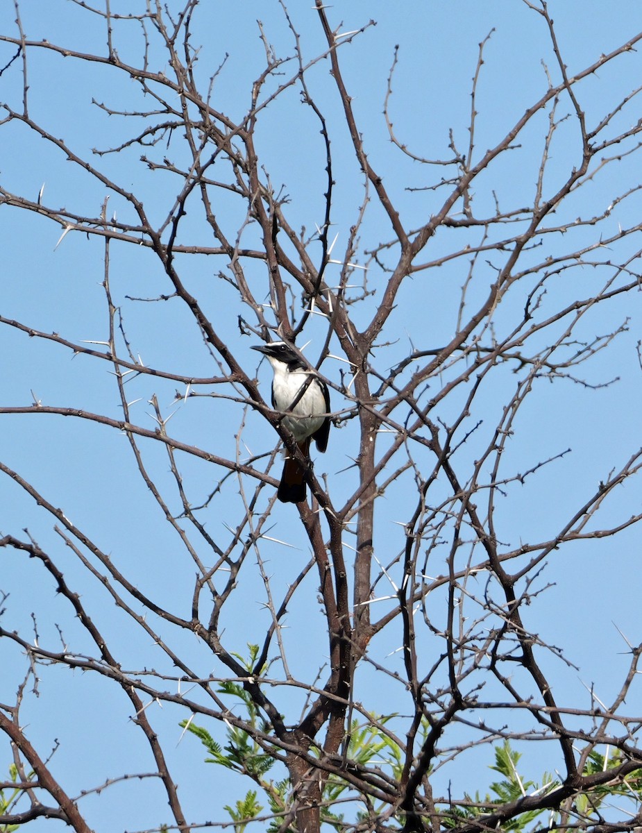 White-throated Robin-Chat - ML644465208